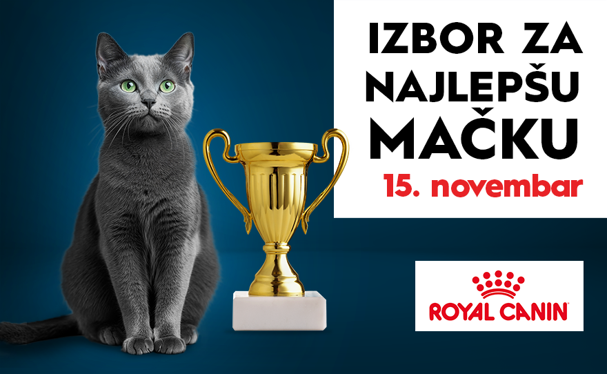 🐾 IZBOR ZA NAJLEPŠU MAČKU Beograda, 15. novembar, 13-15h 🐾