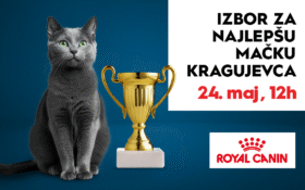 🐾 IZBOR ZA NAJLEPŠU MAČKU KRAGUJEVCA, 24. maj, 12h 🐾