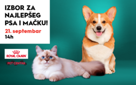 Big-KS-Izlozba-pasa-i-macaka-2024-880x542-1-2-280x175