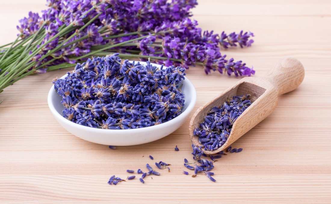 Lavanda i njeni cvetovi.