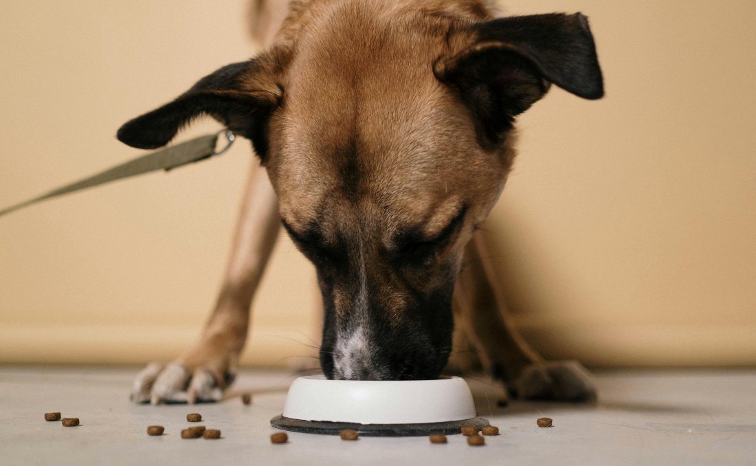 Pas jede granule iz činije.