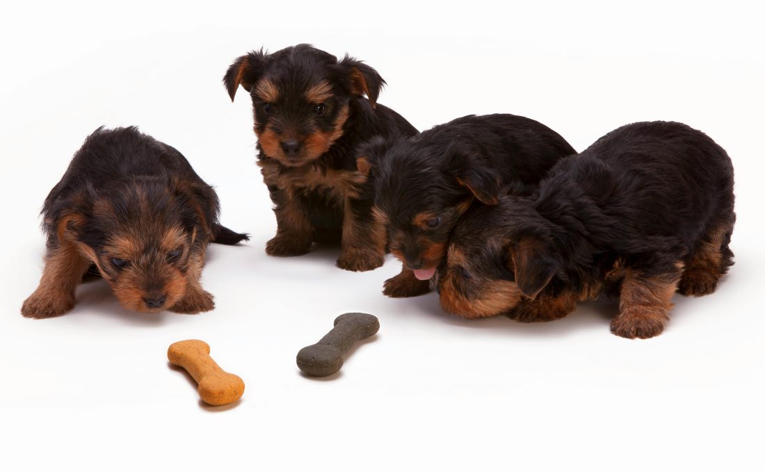 Hrana za &scaron;tence i male kuce.