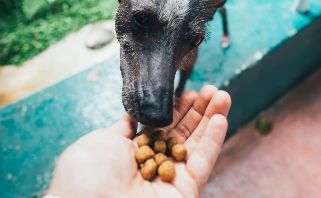 Pas jede granule za pse.